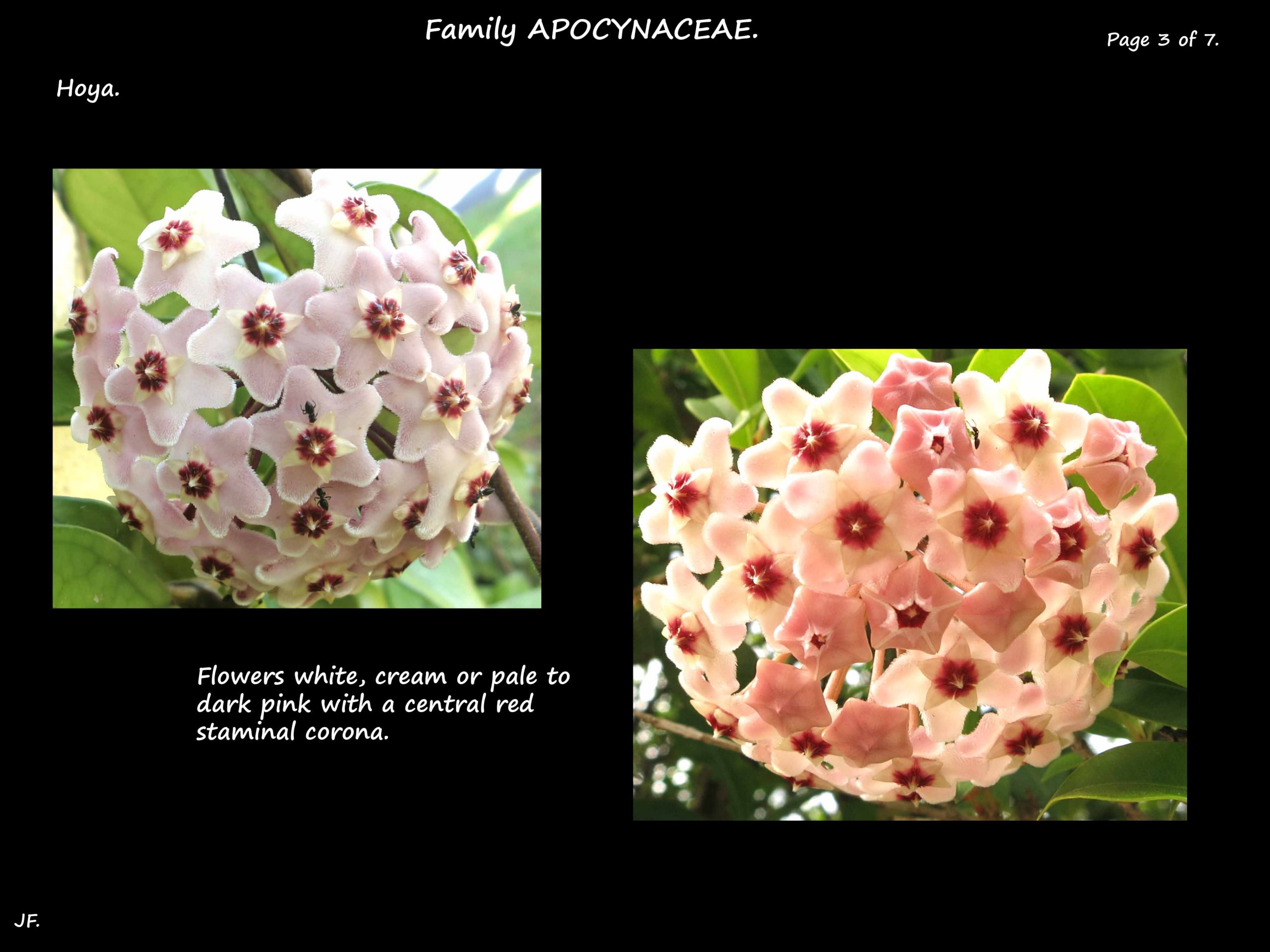 3 Hoya inflorescence